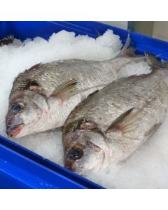 Tarakihi Gilled & Gutted per 1kg/Fresh
