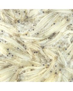 Whitebait Wairau 1lb Pack/Frozen 